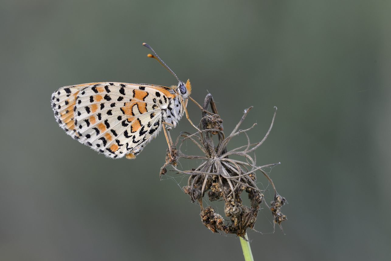 ID Farfalla - Melitaea didyma, Nymphaildae